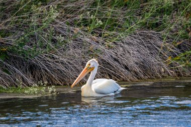 Suda yüzen Amerikalı bir Beyaz Pelikan