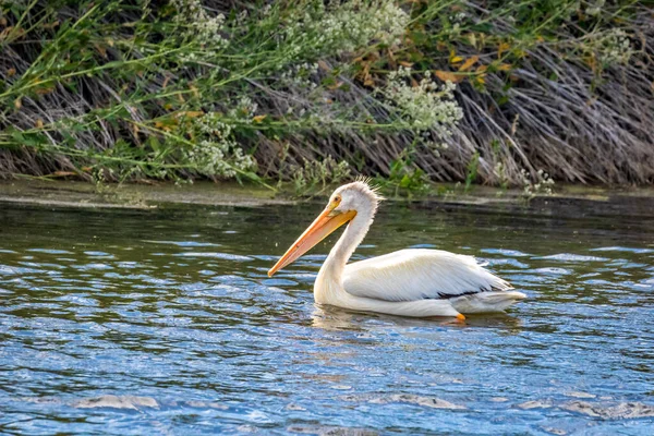 アメリカの白いペリカンが水中で泳いでいる — ストック写真