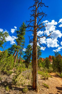 Bryce Amfitiyatrosunda, Bryce Canyon Ulusal Parkı 'nda yıldırım çarpması sonucu ölmüş çam ağacı bükülmüş ve kömürleşmiş.
