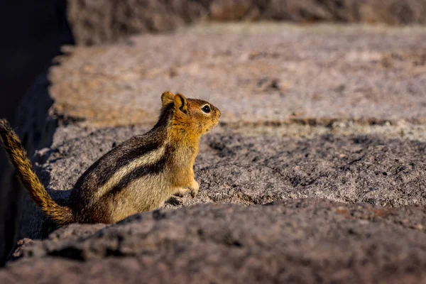 Golden Mantled Mark Ekorre Vid Crater Lake National Park — Stockfoto