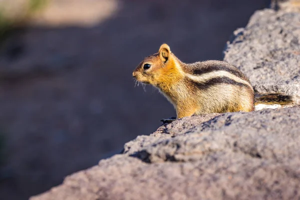 Golden Mantled Mark Ekorre Vid Crater Lake National Park — Stockfoto