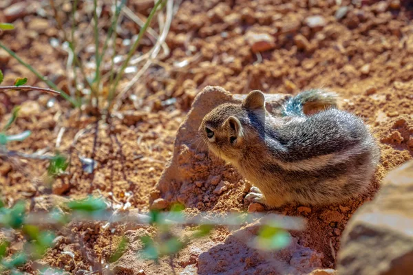 Esquilo Terrestre Manto Dourado Parque Nacional Bryce Canyon Utah — Fotografia de Stock