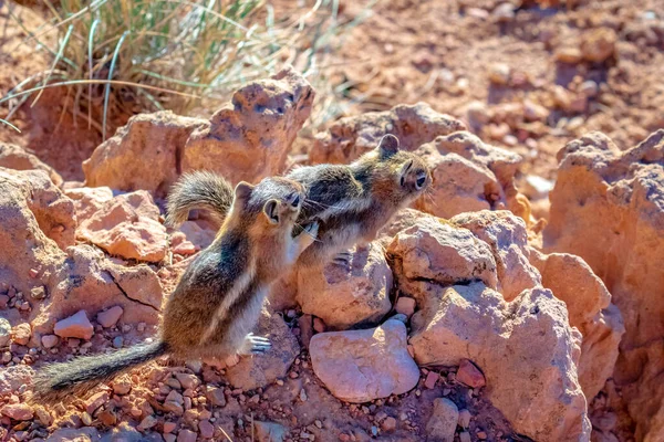 Dvě Zlaté Veverky Národním Parku Bryce Canyon Utahu — Stock fotografie