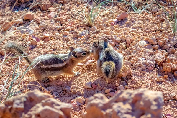 Två Gyllene Jordekorrar Bryce Canyon National Park Utah — Stockfoto