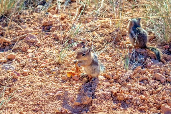 Två Gyllene Jordekorrar Bryce Canyon National Park Utah — Stockfoto