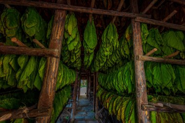 Tütün yaprakları Finca Montesino, Pinar del Rio, Küba 'daki bir tütün kurutma hangarında kurumaya bırakıldı.