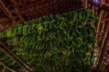 Tütün yaprakları Finca Montesino, Pinar del Rio, Küba 'daki bir tütün kurutma hangarında kurumaya bırakıldı.