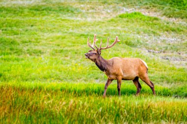 Yellowstone'da Elk