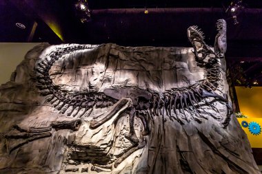 Royal Tyrrell Müzesi'nde fosil sergi