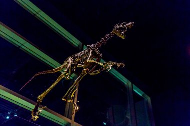 Royal Tyrrell Müzesi'nde fosil sergi