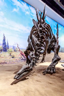 Royal Tyrrell Müzesi'nde fosil sergi