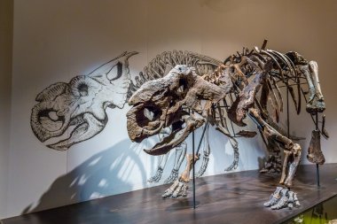 Royal Tyrrell Müzesi'nde fosil sergi