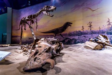 Royal Tyrrell Müzesi'nde fosil sergi
