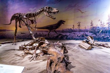 Royal Tyrrell Müzesi'nde fosil sergi