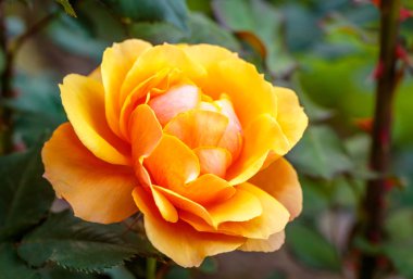 Tam çiçeği kokulu gül