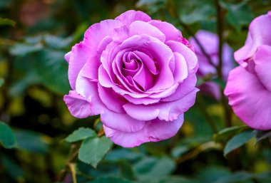 Tam çiçeği kokulu gül