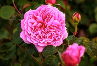 Tam çiçeği kokulu gül