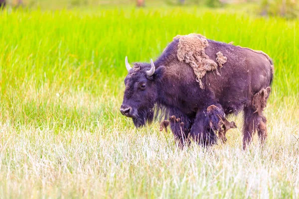 Bisonte americano — Foto de Stock