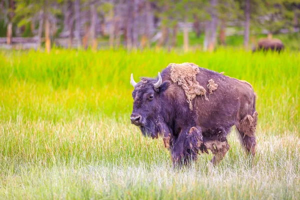 American Bison — Stock Photo, Image