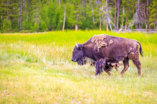 Amerikanischer Wisent — Stockfoto