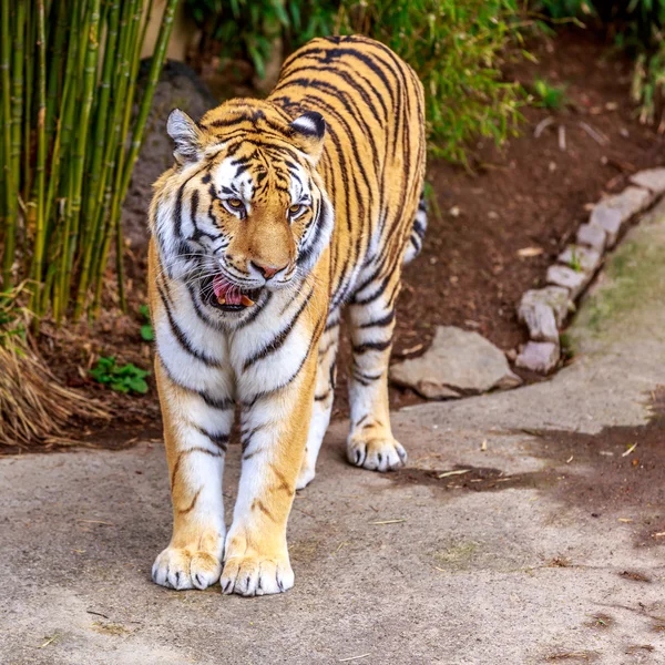 Амурский тигр — стоковое фото