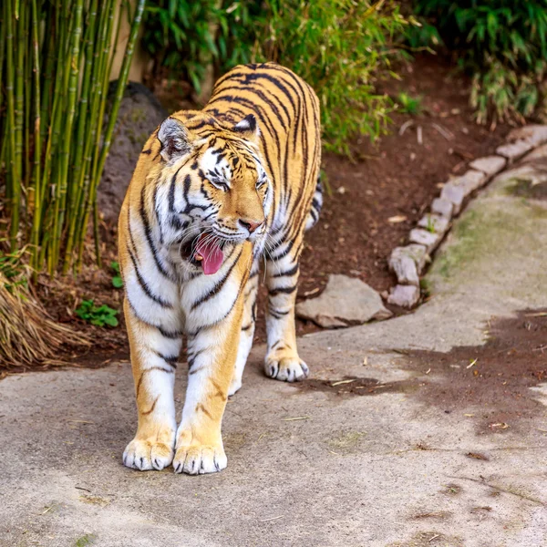 Tigre de Amur — Fotografia de Stock