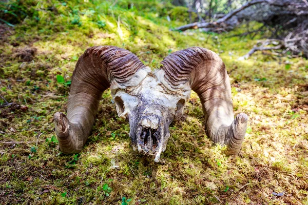 Grande corno di pecora cranio — Foto Stock