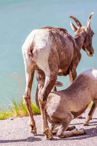 Capra di montagna canadese — Foto Stock