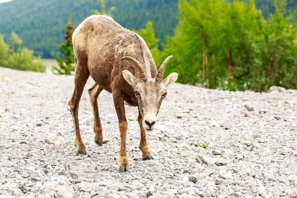 Capra di montagna canadese — Foto Stock