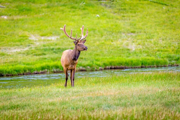 Elk in Yellowstone — Stock Photo, Image