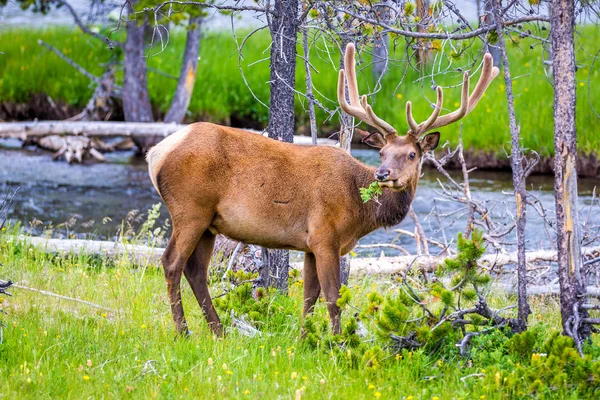 Elk in Yellowstone — Stock Photo, Image
