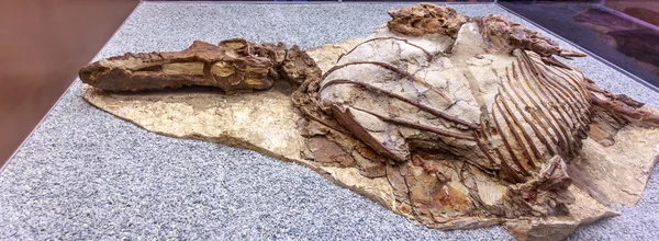 Fossiele exposeren in Royal Tyrrell Museum — Stockfoto