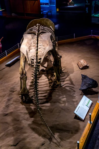 Royal Tyrrell Müzesi'nde fosil sergi — Stok fotoğraf