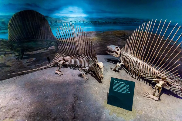Exhibición de fósiles en el Museo Real de Tyrrell — Foto de Stock