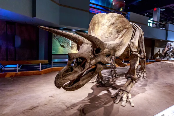 Exhibición de fósiles en el Museo Real de Tyrrell —  Fotos de Stock
