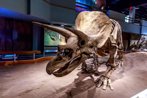 Royal Tyrrell Müzesi'nde fosil sergi