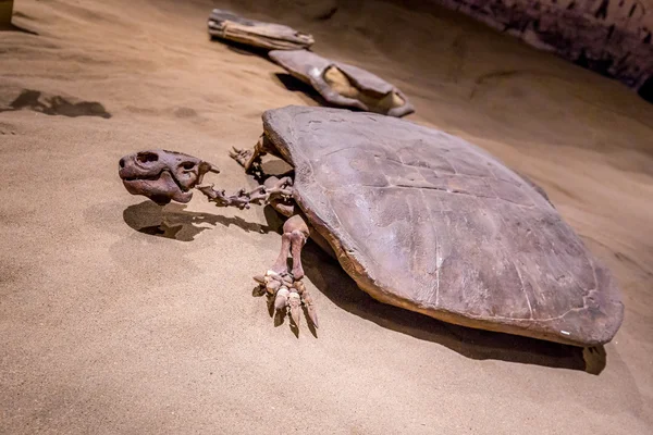 Fossiele exposeren in Royal Tyrrell Museum — Stockfoto