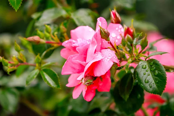 Rosa perfumada em flor cheia, com gotas de chuva — Fotografia de Stock