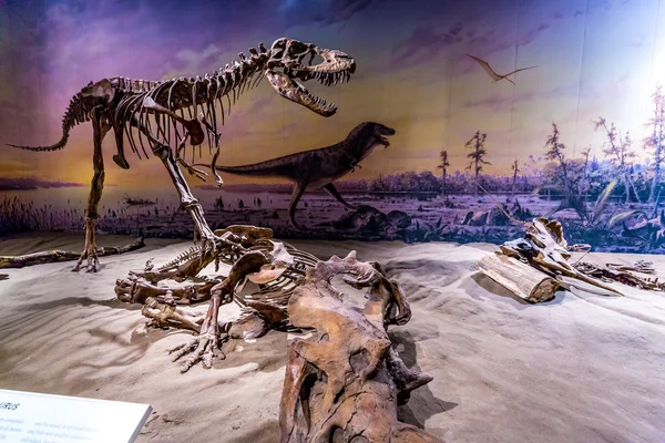 Royal Tyrrell Müzesi'nde fosil sergi — Stok fotoğraf