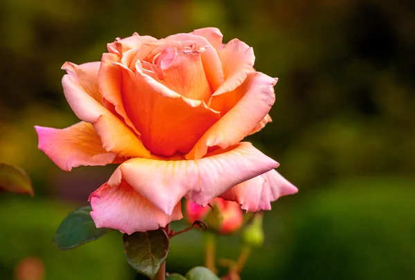 Rosa fragante en plena floración — Foto de Stock