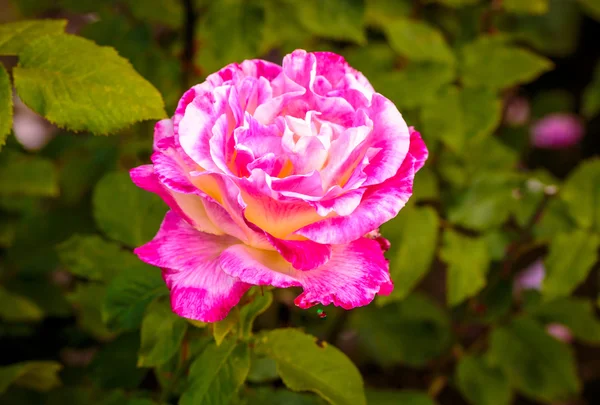 Fragrant Rose in Full Blossom — Stock Photo, Image