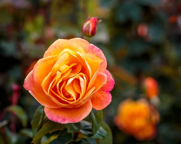Voňavé růže v plné květy — Stock fotografie