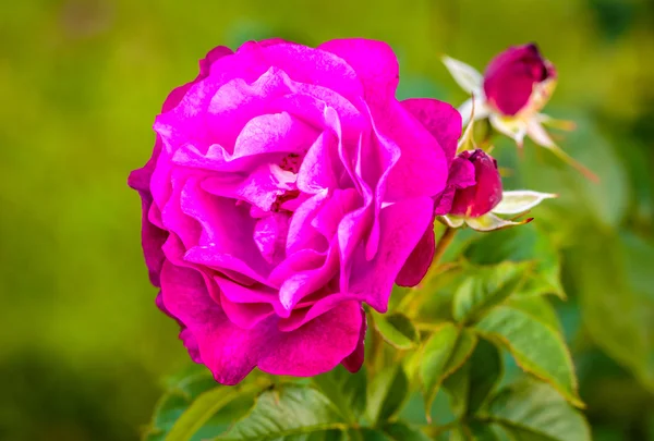 Fragrant Rose in Full Blossom — Stock Photo, Image