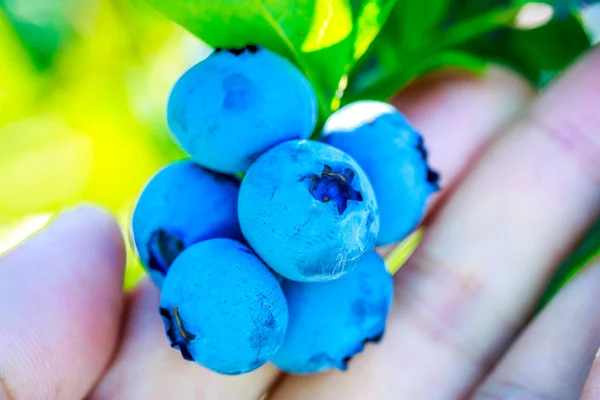 Hand pick blueberries — Stock Photo, Image