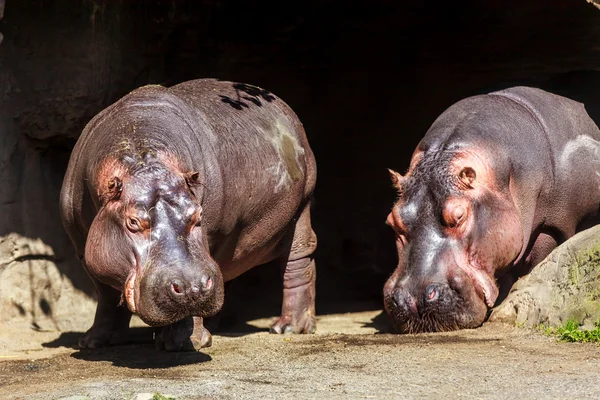 Hipppos opalania — Zdjęcie stockowe