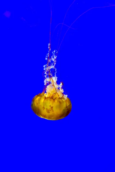 Морская крапива — стоковое фото