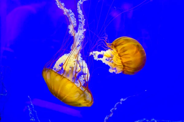 Sea Nettle — Stock Photo, Image
