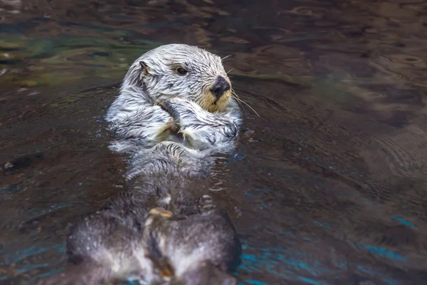 海のカワウソ — ストック写真