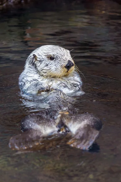 Seeotter — Stockfoto