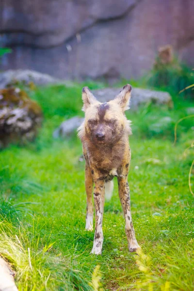 Afrikansk vildhund — Stockfoto